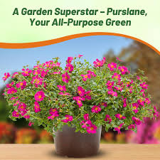 Image result for Portulaca oleracea