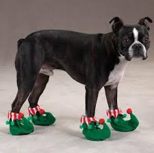 Doggie Shoes Dog Shoes Dog Obedience Training Puppies Training Dog Behavior Dog Training Obedience Dog Slippers Dog Obedience