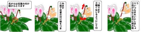 シクラメンの育て方 ヤサシイエンゲイ
