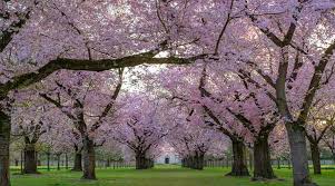 Maybe you would like to learn more about one of these? Types Of Cherry Trees Leaves Flowers Fruit Pictures