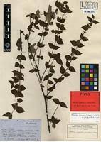 Image result for Mostuea