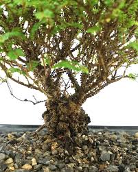 Image result for Ulmus parvifolia