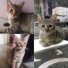 Jaga suhu tubuh kucing tetap hangat. Kucing Untuk Diberi Percuma Area Kuala Lumpur Jinjang Utara Umur 5 Bulan 3 Ekor Betina Kalau Boleh Ambil Ketiga Tiga Sekali Sebab Dorang Ni Adik Beradik Kucing Ni Senang Nak Dijaga Manja Dan