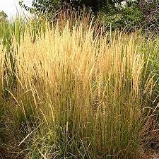 Its natural soft appearance is a great looking compliment. Ornamental Grasses For Sale High Country Gardens