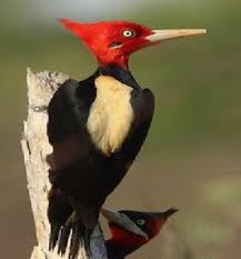 Have A Great Day Everyone This Beautiful Bird Is A Cream Backed Woodpecker Beautiful Birds Pet Birds Pretty Birds