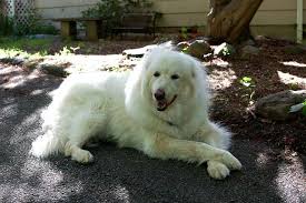 Misty The Turkish Akbash Akbash Dog Maremma Dog Akbash