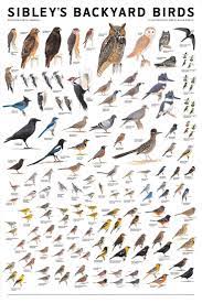See More Here Https Www Sunfrog Com Pets Crazy Bird Lady 4 9471 Charcoal 48011235 Hoodie Html 53507 Sibleys Backyard Bird Poster Pet Birds Beautiful Birds