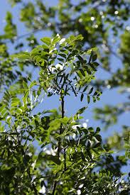 Image result for Ptaeroxylon obliquum