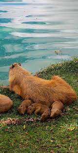 The world's largest rodent is the capybara, which is native to brazil and neighboring countries, has been reported in the southern u.s.; Meet The Largest Rodent In The World Animals Of The World Animals Wild Animals
