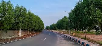 Image result for Conocarpus