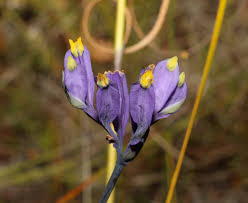 Image result for Burmannia