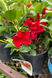 Image result for dipladenie hybrida rio obrázek