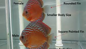 Sexing Discus Fish Sexing Discus Discusguy
