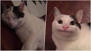 Ollie The Polite Cat Goes Viral Feline With Unique Human Like Expression Is The Latest Internet Meme View Pics Latestly