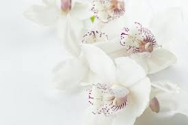Prestige flowers uk free delivery. Prestige Flowers Discount Codes 10 Off In August 2021