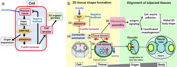 What determines the shape of animal cells. Gravity Sensing In Plant And Animal Cells Npj Microgravity