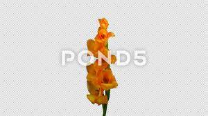 Time Lapse Of Opening Orange Gladiolus Flower With Alpha Channel Stock Footage Ad Orange Gladiolus Time Opening Gladiolus Flower Gladiolus Alpha Channel