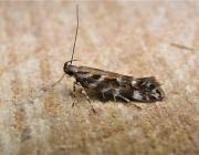 Image result for Ericinella