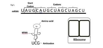 An organism s development is controlled by the genome of the zygote as. Decoding Dna Modeling Protein Synthesis Ks Corn