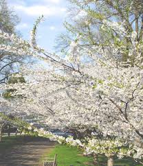 Bawang putih, bahan alami yang selama ini hanya lebih dikenal sebagai bumbu ini ternyata juga memiliki berbagai macam manfaat lho. 12 Types Of The Most Beautiful White Flowers Flokq