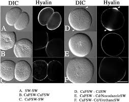 The contractile ring tightens around the cytoplasm of the cell. Targeted New Membrane Addition In The Cleavage Furrow Is A Late Separate Event In Cytokinesis Pnas