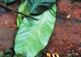 Image result for Dictyophleba ochracea