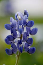 A plant blooming with flowers has an active apetala1, while a plant carrying inactive. Hd Wallpaper Bluebonnet Flower Texas Blooming Spring Nature Floral Wallpaper Flare