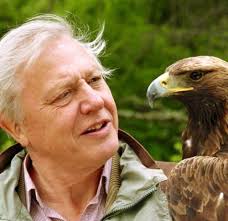 Golden eagle spotted with great horned owl