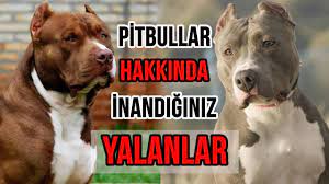 pitbullar hakkinda cahillerin inandigi 11 buyuk yalan ve pitbull gercekleri youtube