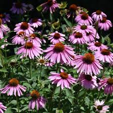 Image result for Echinacea purpurea `Magnus`