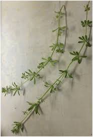 Image result for Galium spurium