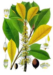Image result for Sapotaceae