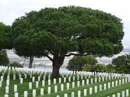Take a tour of the fort rosecrans cemetery, united states to visit historic site in san diego. Pinie Im Bereich Der Fort Rosecrans National Cemetery Point Loma In San Diego California Vereinigten Staaten