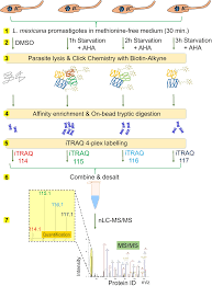 Bei itraq (isobaric tags for relative and absolute quantitation) handelt es sich um eine experimentelle methode aus dem bereich der proteinanalytik und proteomik. Plos Neglected Tropical Diseases A Boncat Itraq Method Enables Temporally Resolved Quantitative Profiling Of Newly Synthesised Proteins In Leishmania Mexicana Parasites During Starvation