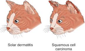 After all, cat lovers are used to the cold, wet feel of their cats' noses when being nuzzled. Disorders Of The Outer Ear In Cats Cat Owners Merck Veterinary Manual