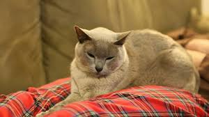 Suzanne is a former pastry chef specializing in creating wedding cakes. 11 Facts You Probably Don T Know About The Burmese Cat