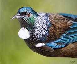 Craig Platt Nz Native Bird Artist And Oil Painter Bird Artists Wildlife Artists New Zealand Art