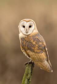 Producers rarely put illegal pets in. This Is A Barn Owl Which Is Related To Oswin In My Book However In Australia They Call This Bird S Relative A Masked Owl Owl Photography Barn Owl Pet Birds