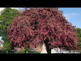 Check spelling or type a new query. Spring Flowering Trees Summer Flowering Tree 2021 In Uk Beautiful Colourfull Tree Youtube