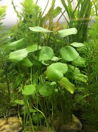Image result for Hydrocotyle
