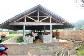 Sebagai informasi, sapi limosin dan simmental hampir selain itu, peternak juga harus memperhatikan lingkungan tempat budi daya sapi limosin. 24 Desain Konstruksi Kandang Sapi Sederhana Pilihan Ndik Home Cow Shed Design Cow House Goat House