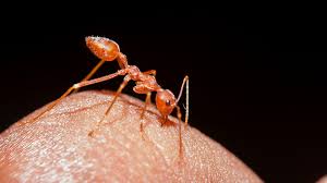 Image result for ant bite