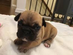 Blue wave french bulldogs, a wave of color in the french bulldog world. French Bulldog Puppies At 3 Weeks Pets Lovers