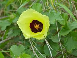 Image result for Hibiscus cannabinus