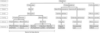 Standoff Detection And Classification Of Bacteria By