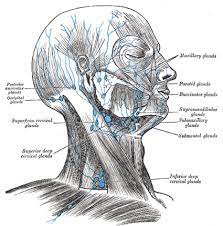 The skull is a bony structure that supports the face and forms a protective cavity for the brain. The Lymphatics Of The Head Face And Neck Human Anatomy