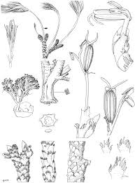 Image result for Inversodicraea