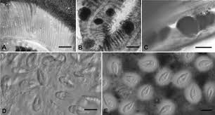 Image result for Isolepis sp.no.1