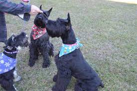 Check spelling or type a new query. Giant Schnoodle Breeders Puppies For Sale In Raleigh Nc Pierce Schnoodles