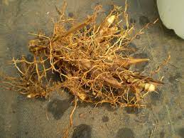 It is best to allow plenty of room to let this plant grow as it may be difficult to dig up. Source For Giant Miscanthus Grass Rhizomes For Sustainable Renewable Bio Fuel